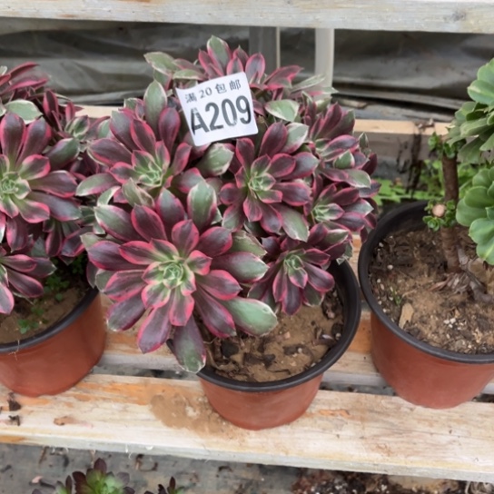 209浣纱法师不包断枝