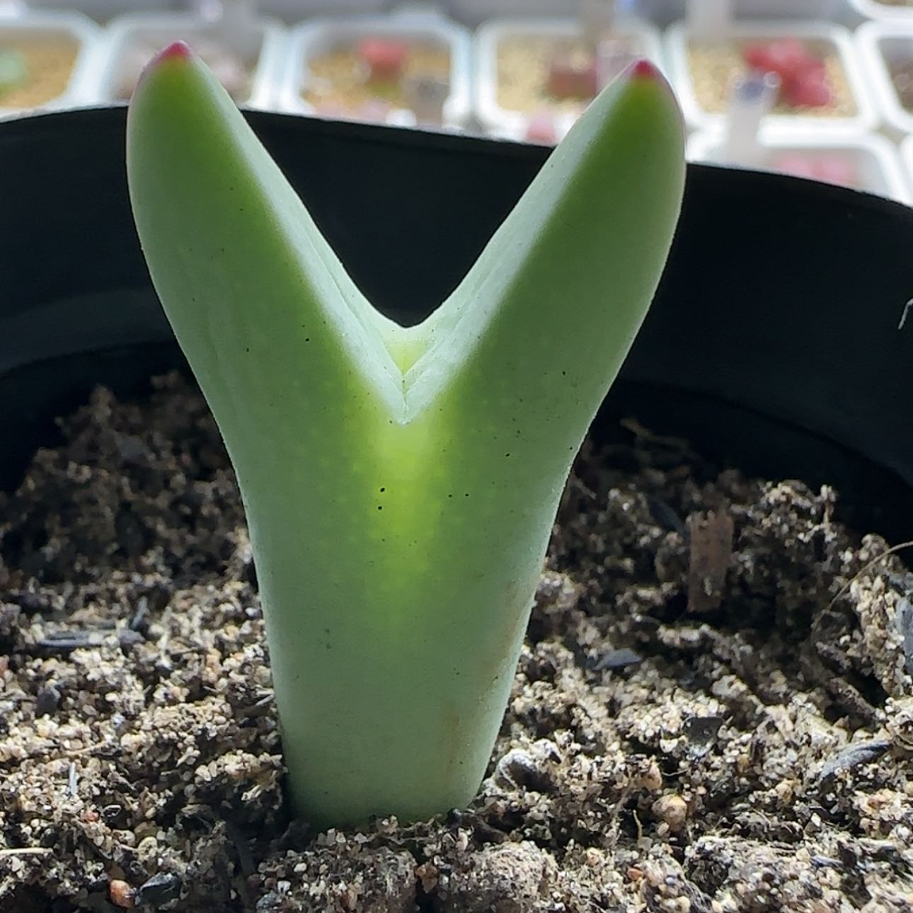 【闪购商品】17590     