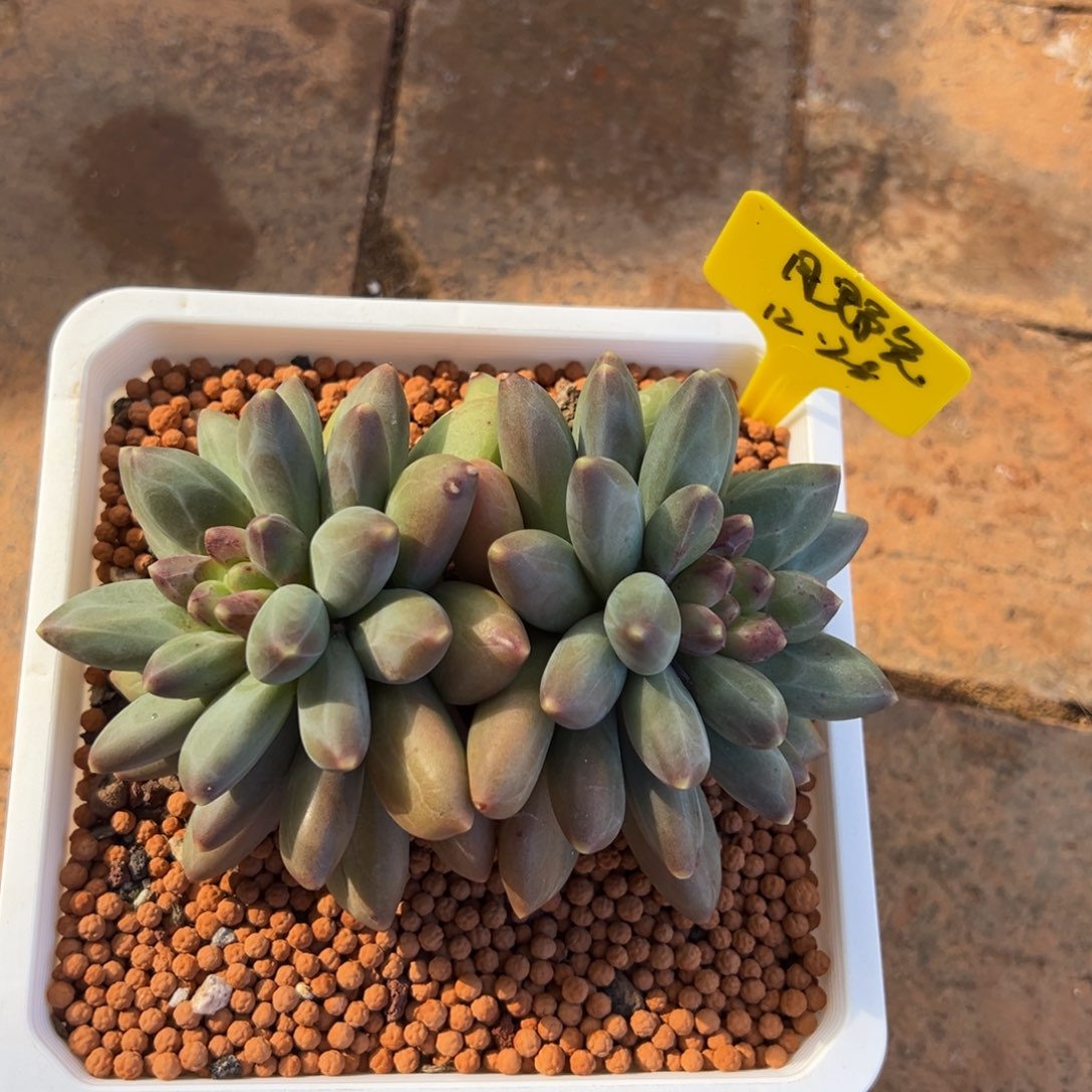 12281111111111111111111