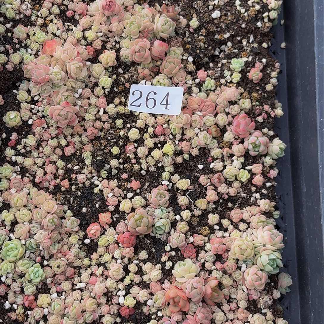多肉植物多肉植物264