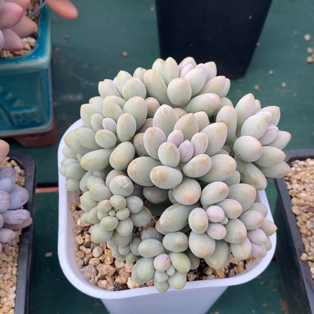 粉色恋人，1234567891