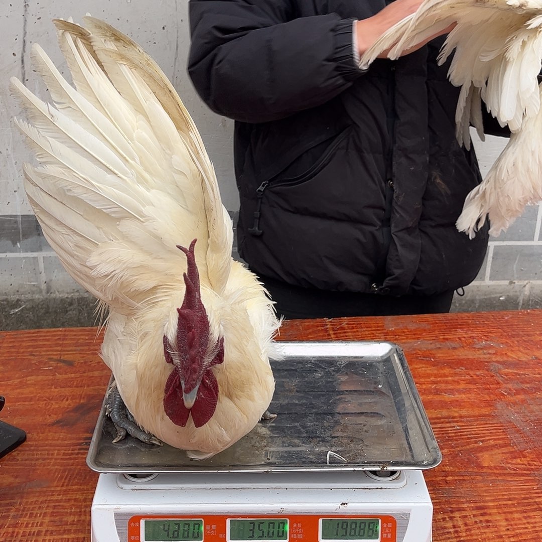 180中国大陆包装161跟162活鸡发货