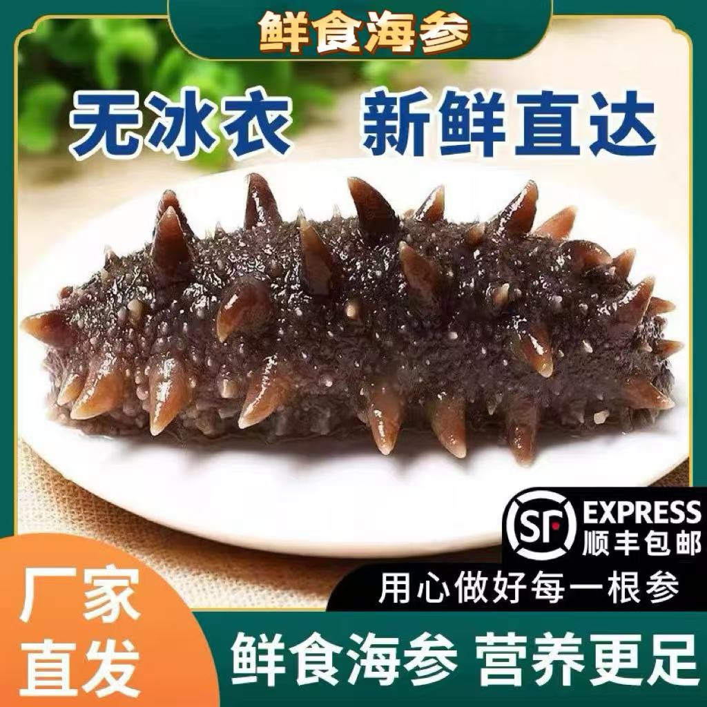 【鲜食海参】新鲜独立包装源头工厂直发顺丰包邮5-9头