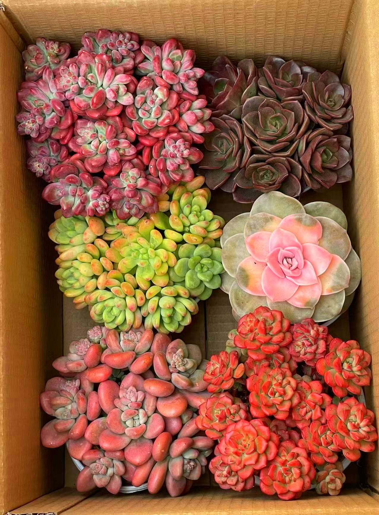 AA满满一大箱 多肉植物 全部带盆带土栽好种好 好养耐活   耐旱 