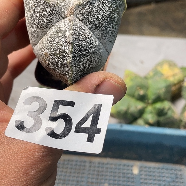 完全开放354三愣恩中仙人球