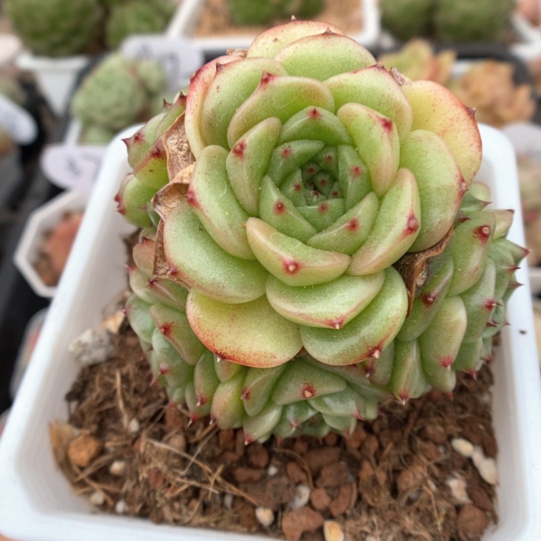 花朵脸麦秆群生4819号 