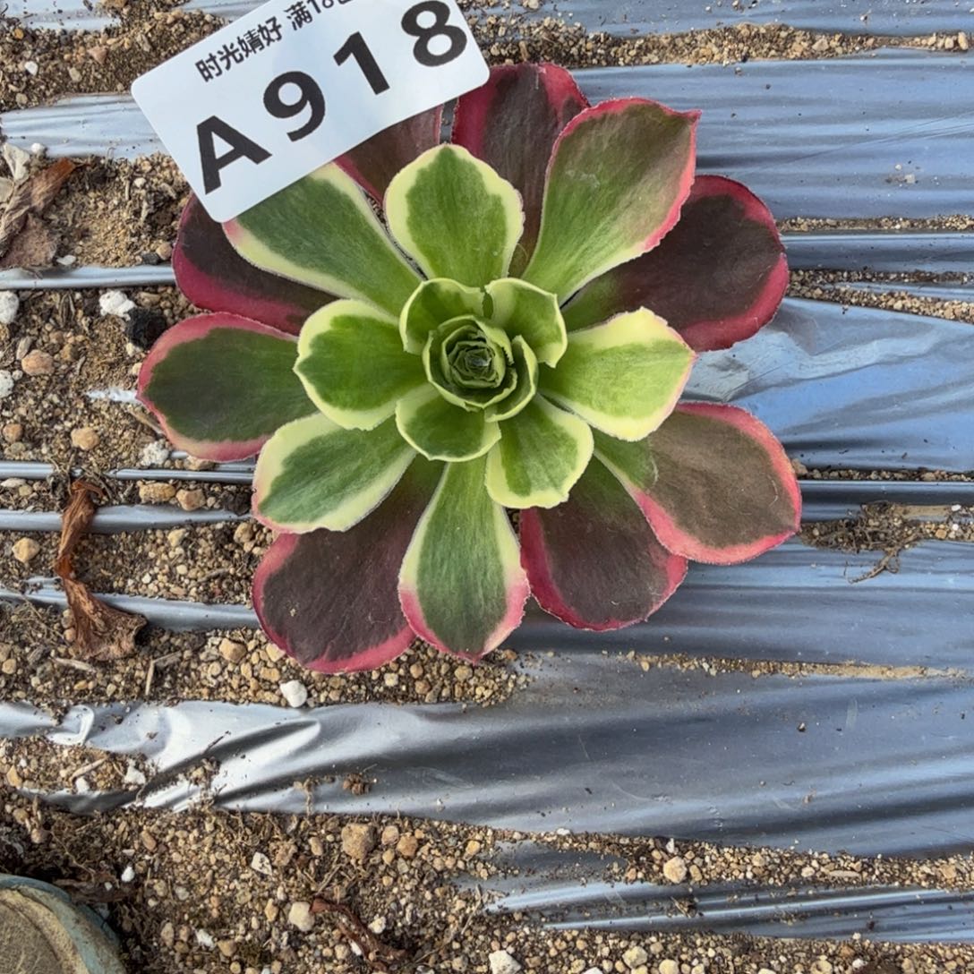 向***北918凤穿牡丹到秋。多肉植物