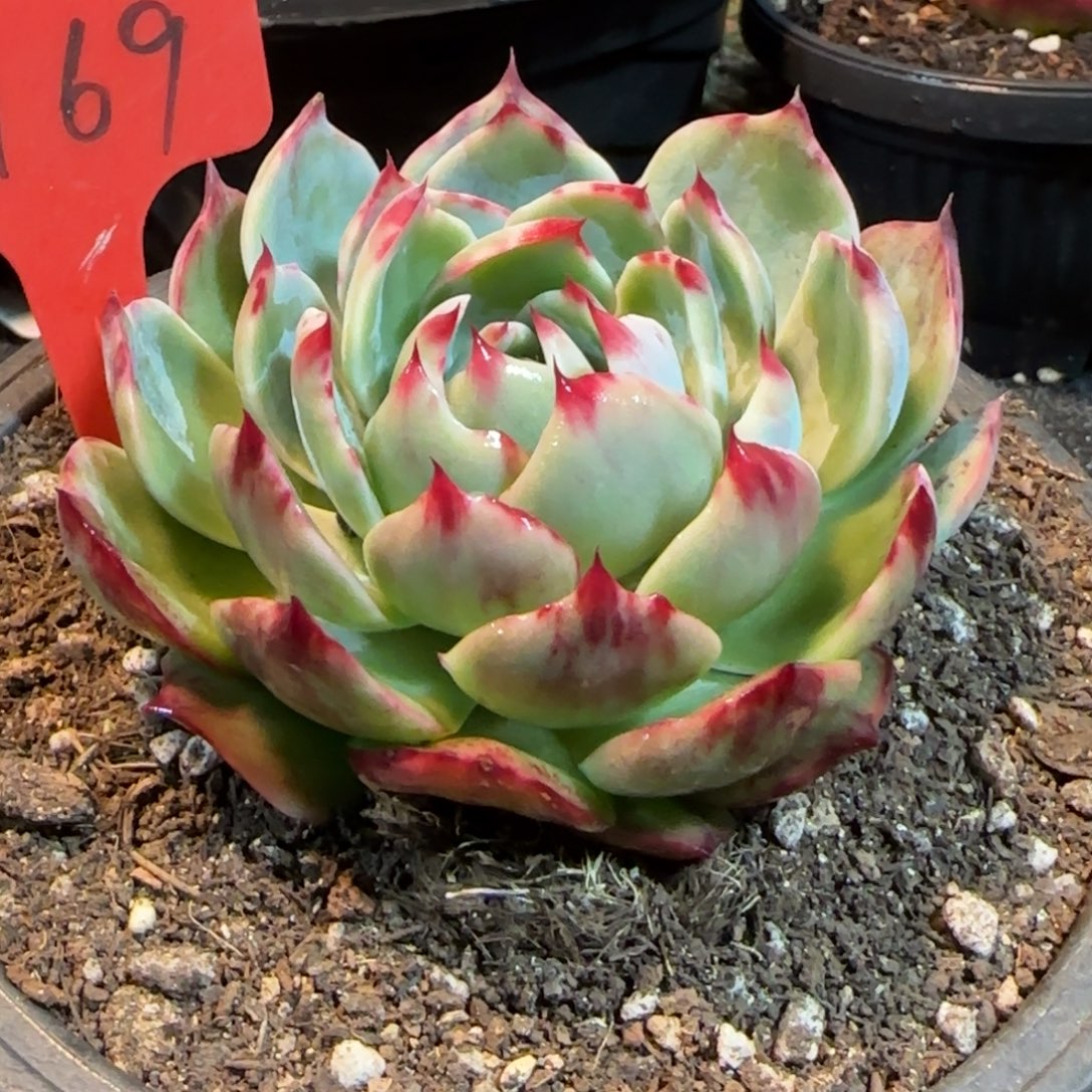 惊鸿一物一拍包装收缩花旱169