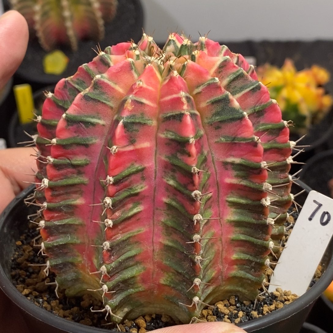 泰系全品米哈—带盆土发货33