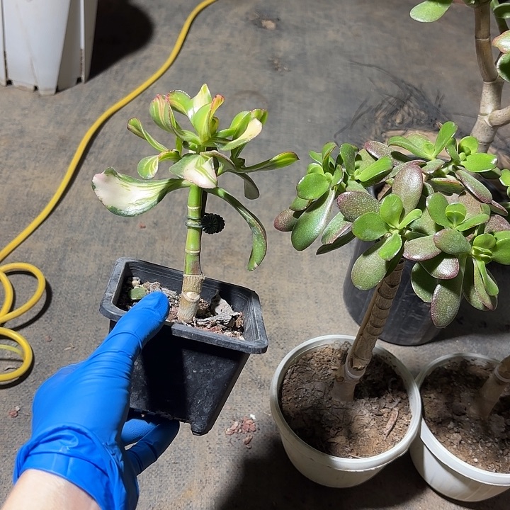 龙***运当前无花栽培后可以开花卷叶25