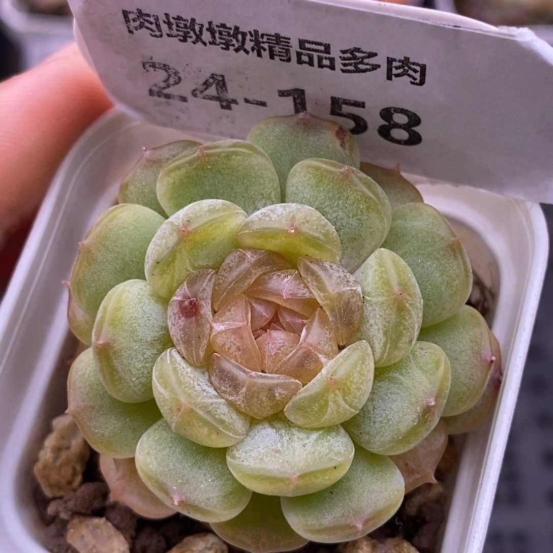 【闪购商品】24-158