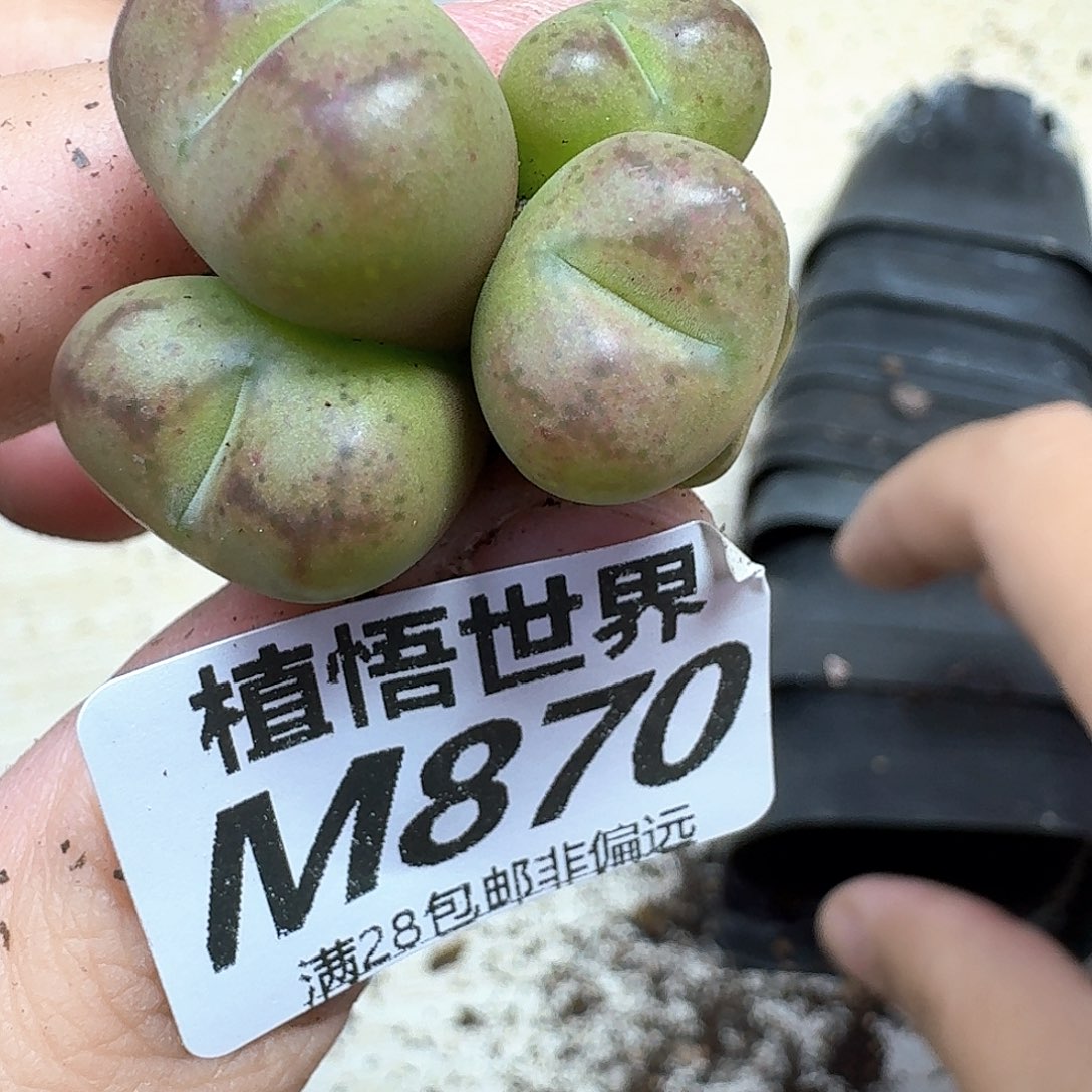 多肉W的润泽额的fg