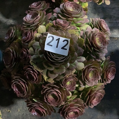 万圣节212法师多肉