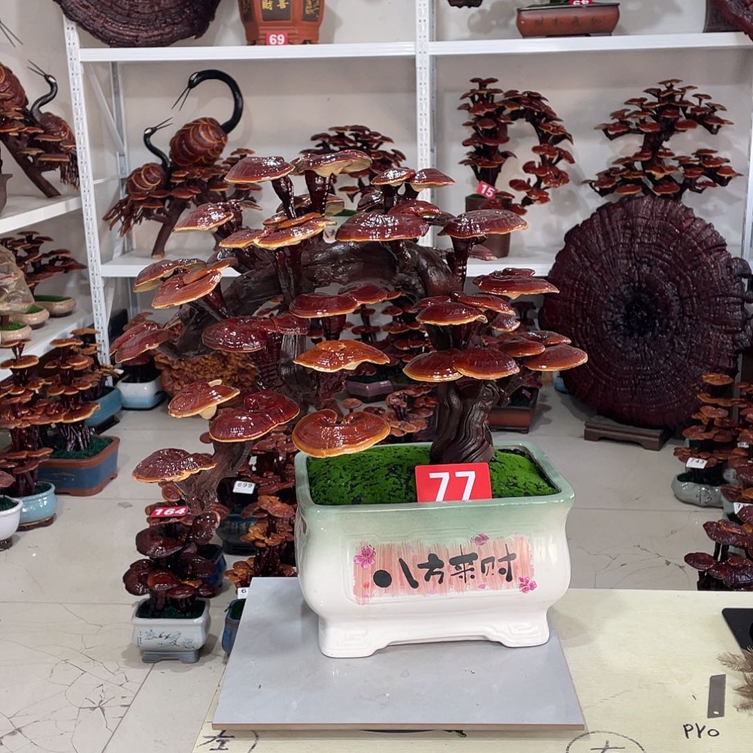 无花朵8888888888888