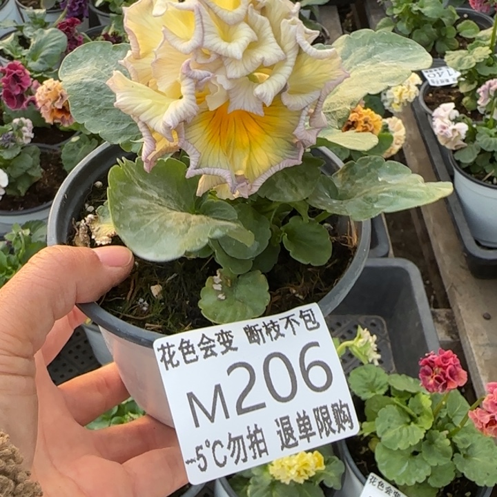 富***徐无花朵M206角堇小苗一物一拍默认苗晃