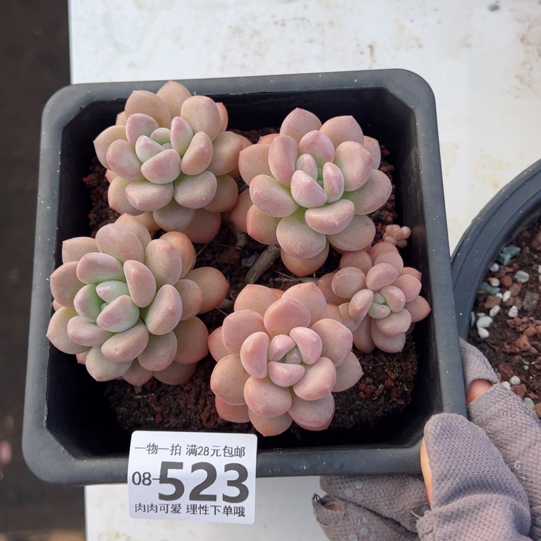 白鹭多肉多肉多肉老桩