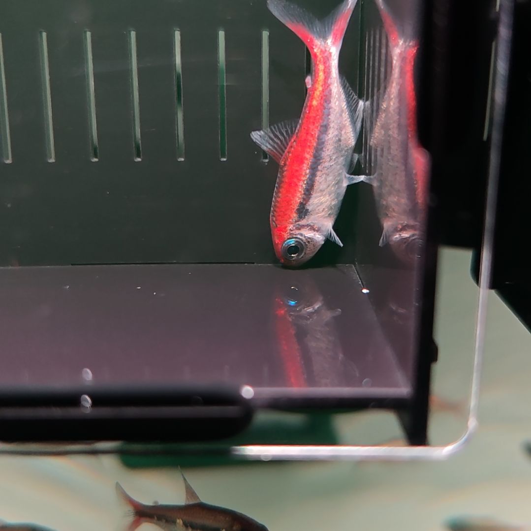 灯科鱼爆色白金红月可卡