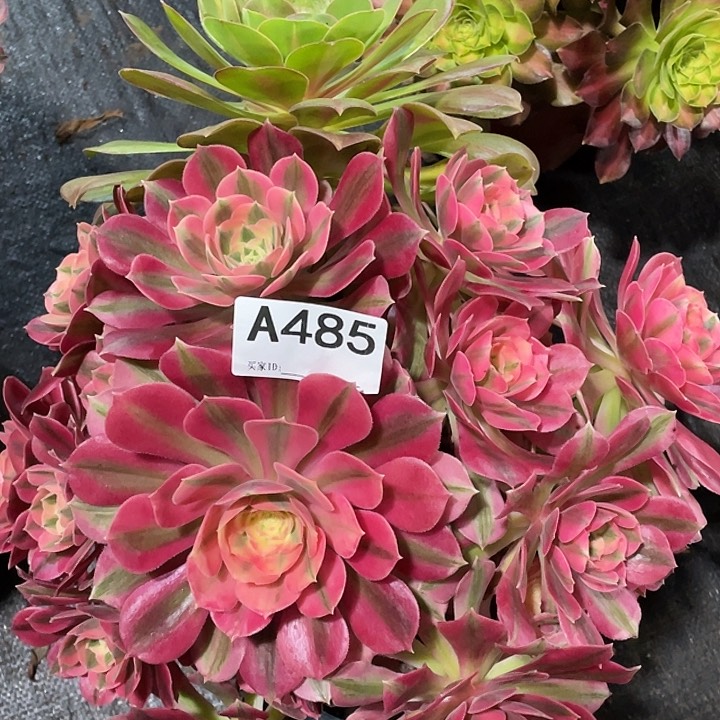 粉女巫阴阳一体多肉法师。 485