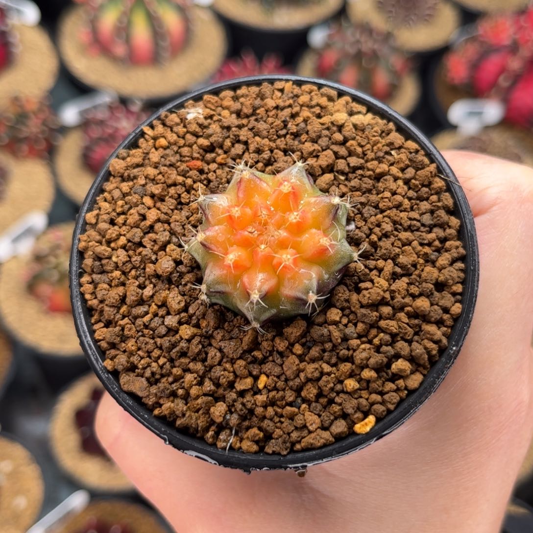 名品侧 米哈仙人球