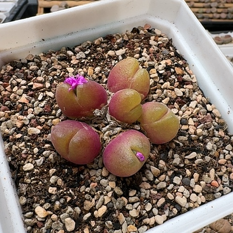 3529，毛翠滴母本群生带盆