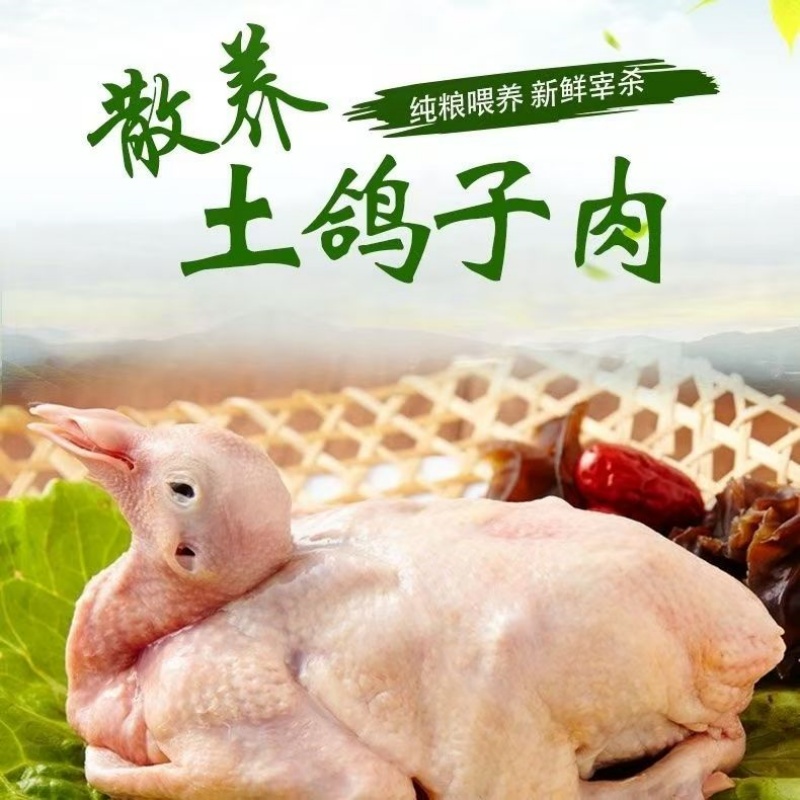 顺丰包邮鸽子新鲜现杀鲜活土鸽子农家散养鸽子肉炖汤煲汤冷冻发货