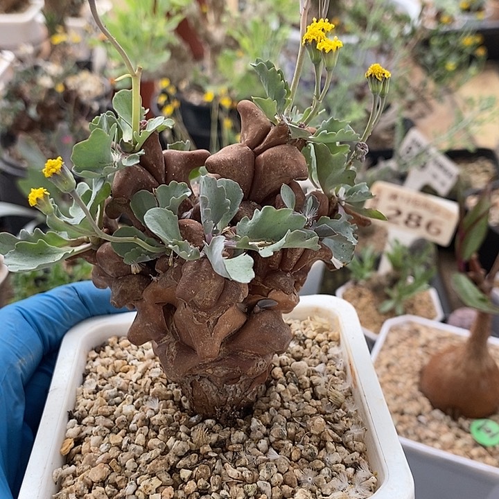 808蛮鬼塔带盆一一一一