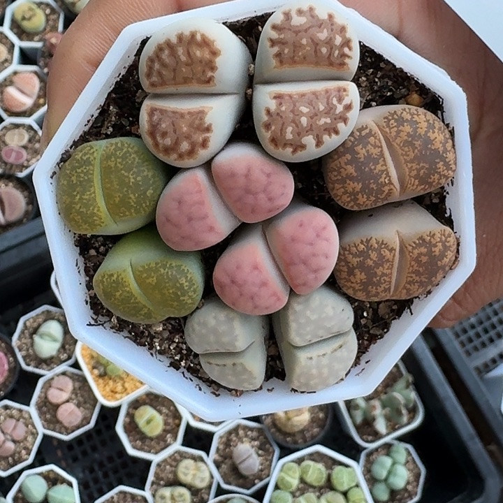 生石花11111。    203