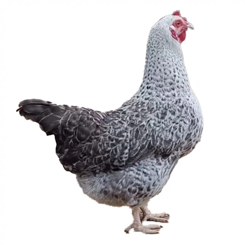 白芦花整鸡生鲜肉质鲜美到手10只