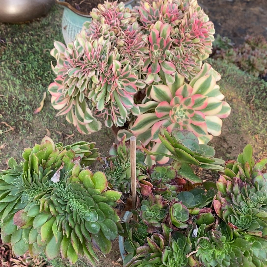 粉女巫➕万圣节3851号多肉