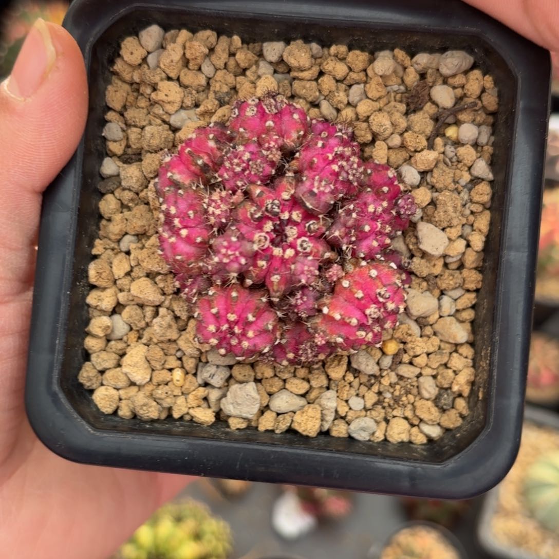 泰系实生群生仙人球36