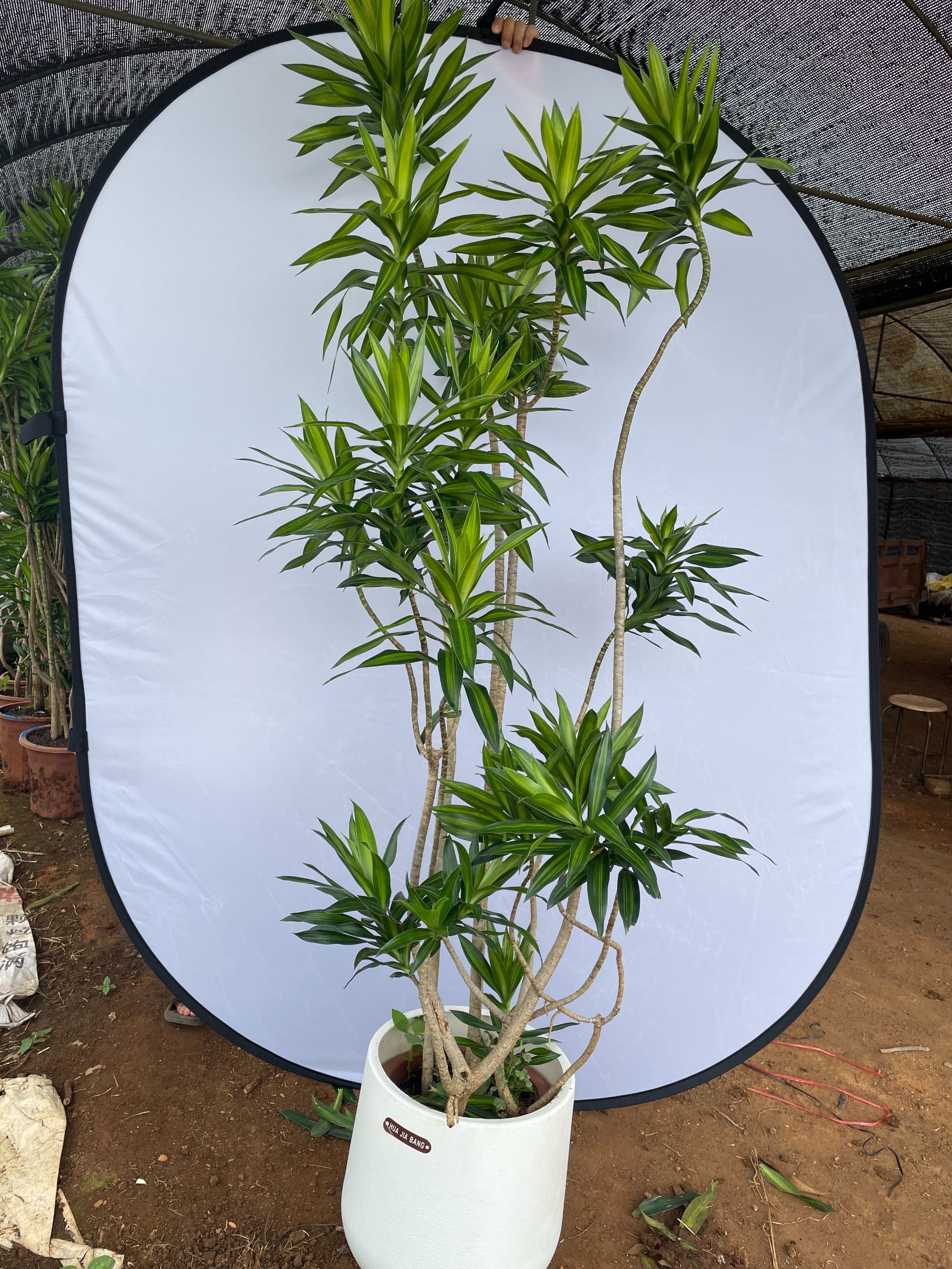 金心大型绿植绿植盆栽花卉净化空气室内好客厅电视柜旁落地绿植