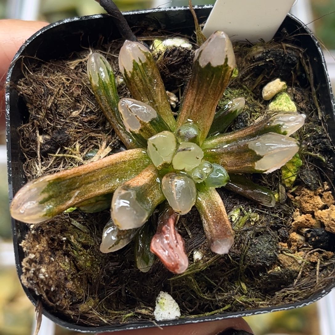 27子弹头锦福利专场