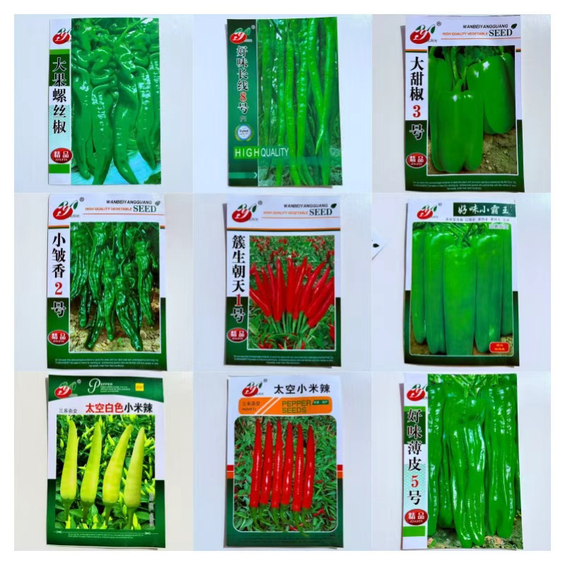 早熟薄皮青椒种子四季播皱皮辣椒种子庭院大田阳台可盆栽辣椒种子