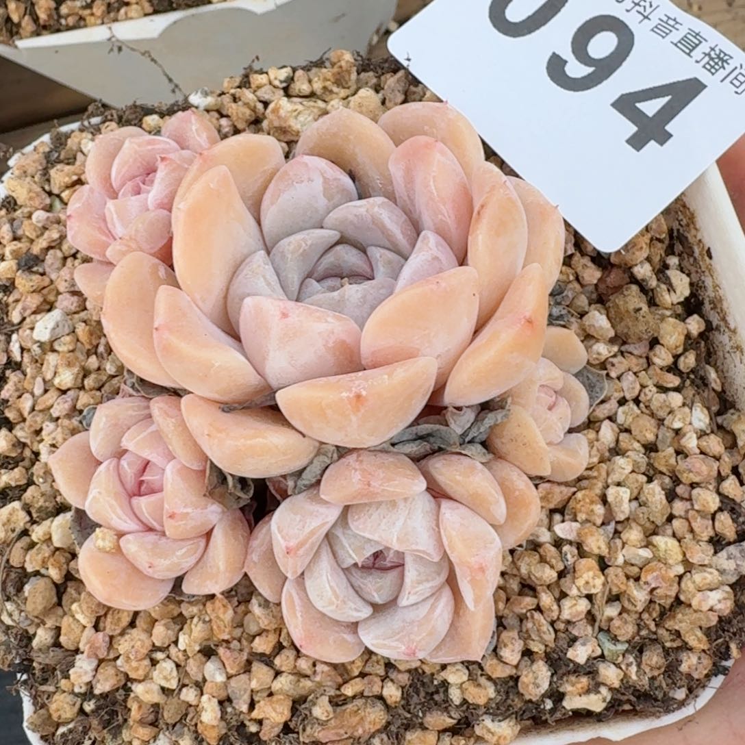 汉堡群生         精品多肉