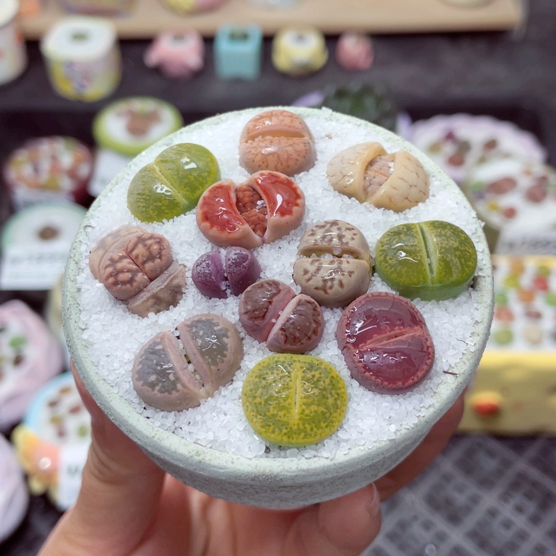 w1906 带盆土发货-零下地区拍保温箱