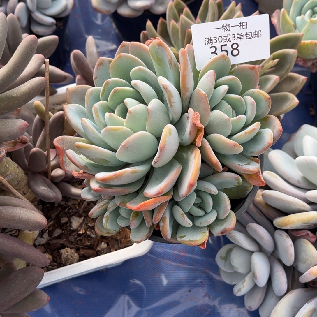 是***呀358香橙多肉植物……