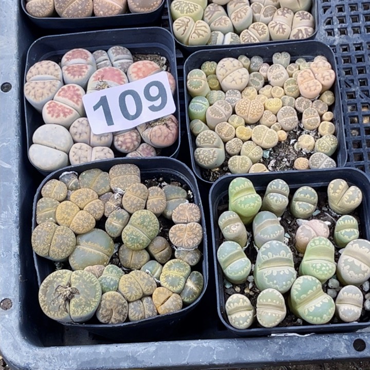 109 一物一图如图6盆