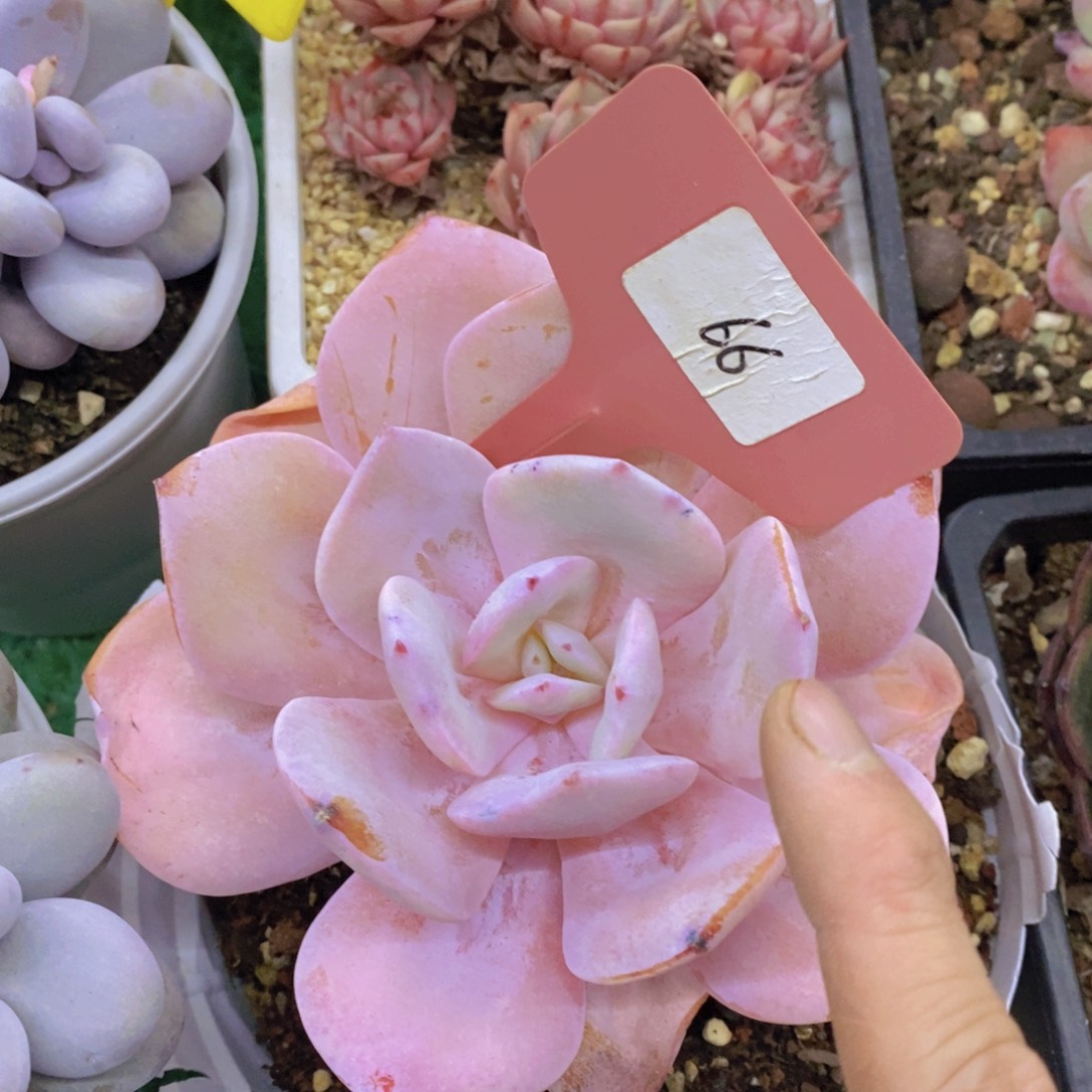 开心多肉，今天不对称，不包价