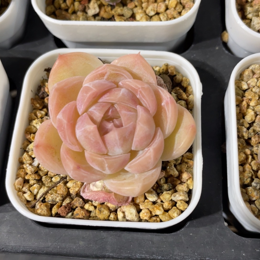 优选贝贝甜心珍妮2561