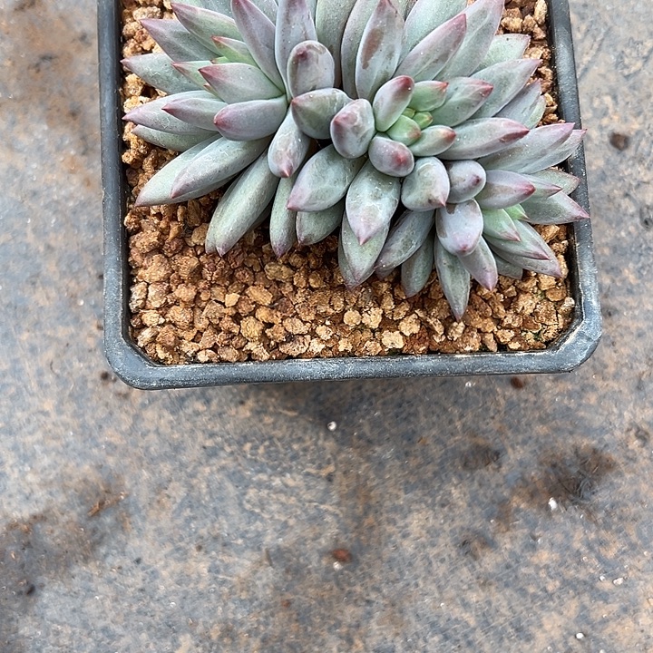 泡****虞美人群生多头多肉