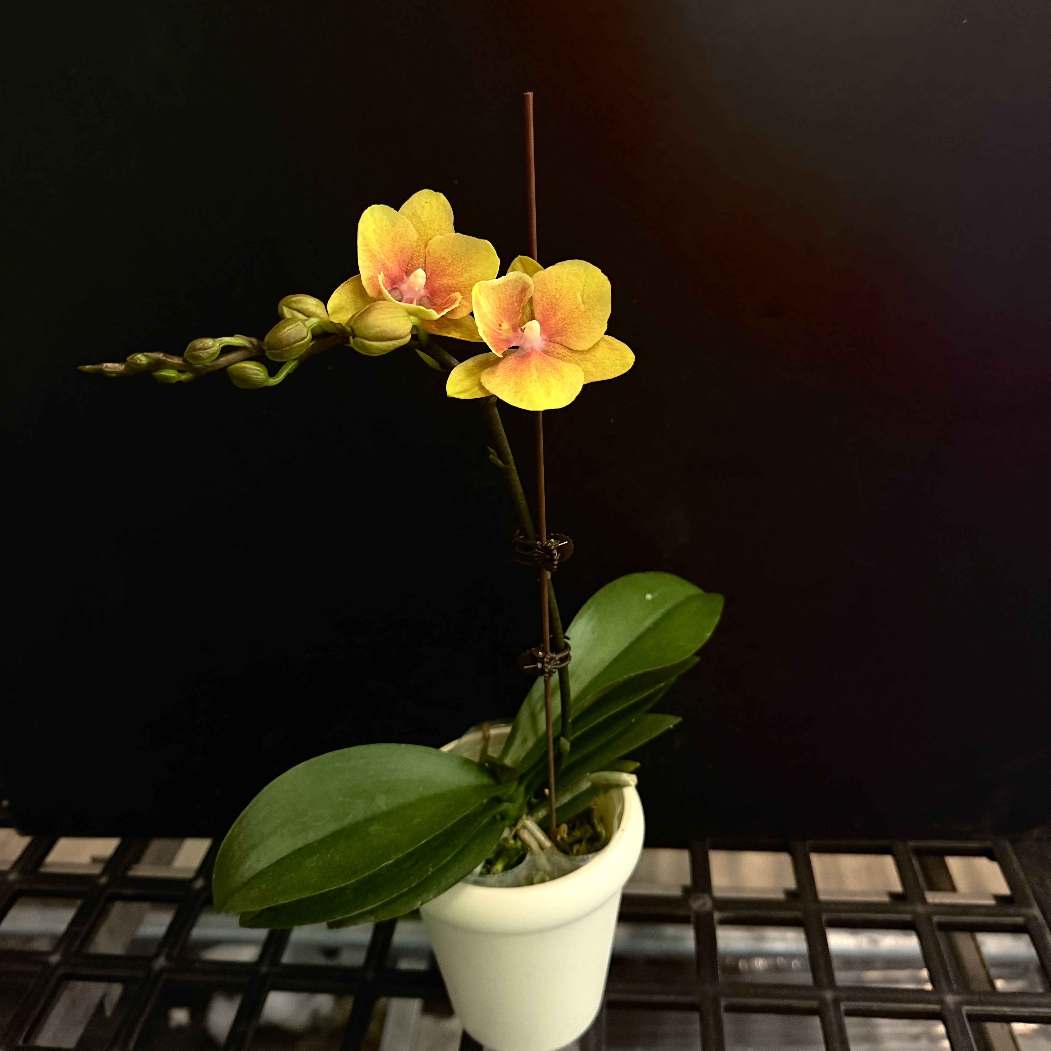 予兰花海专属（芒果派）3.0寸杯花苞株发货AA