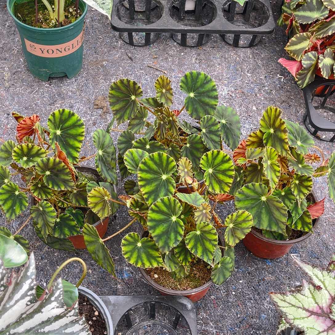 完全开放马扎秋海棠