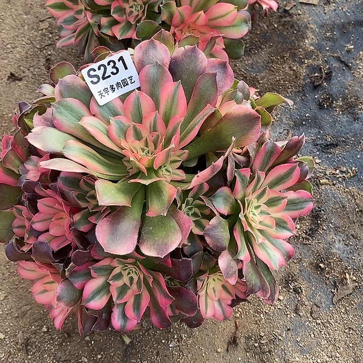 诗***方多肉植物香妃230多肉