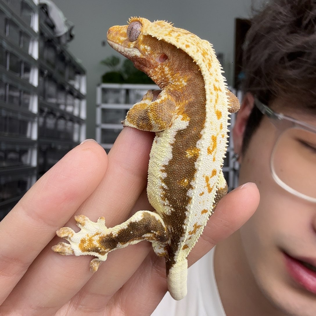 睫角守宫三色莉莉白全品