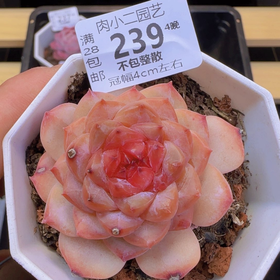 紫葡萄珍妮满28包邮当天凑单