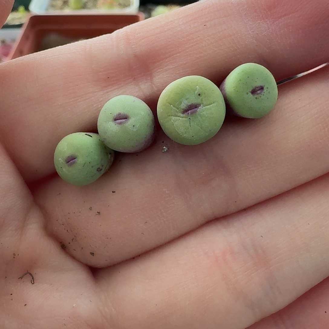 老马生石花小红嘴911