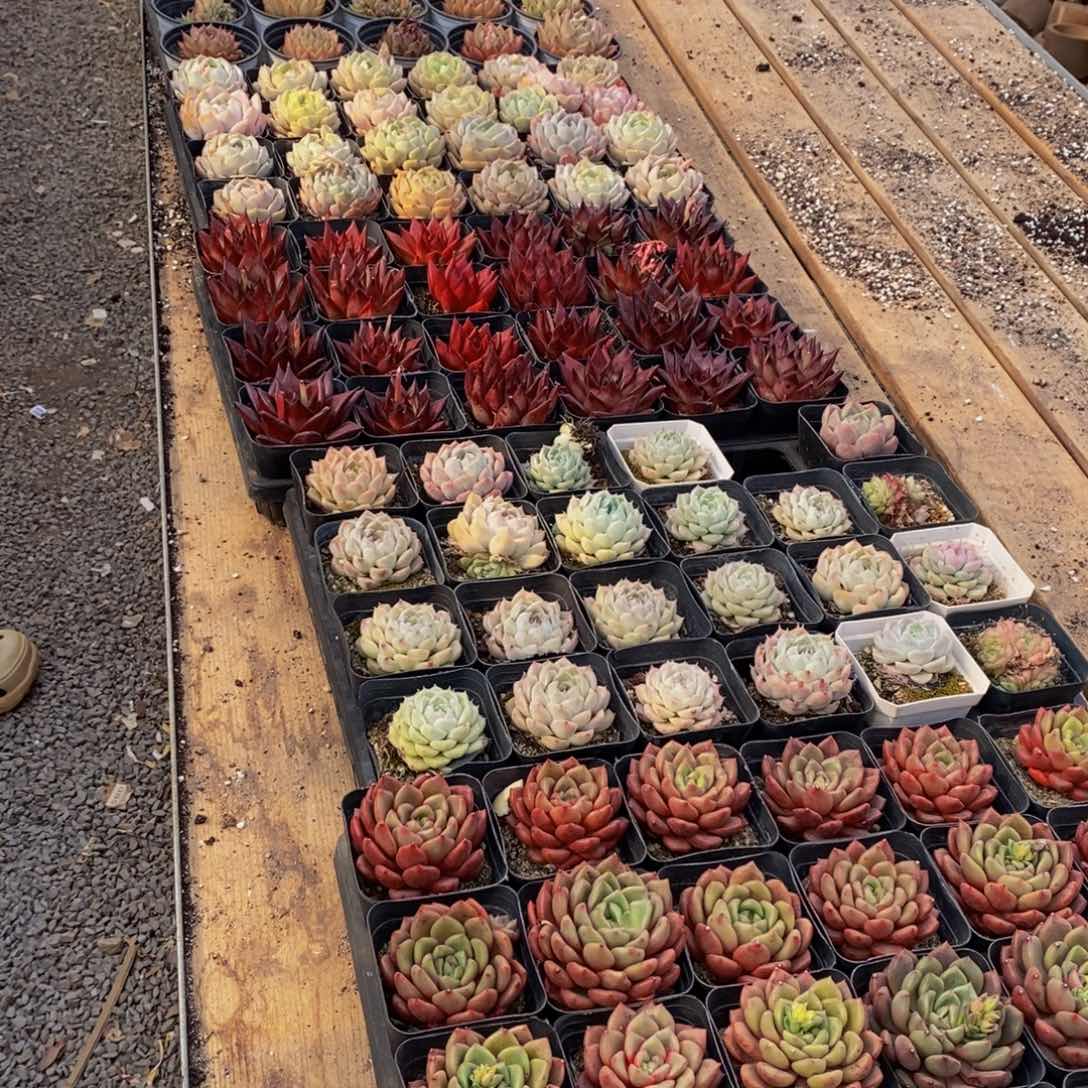 547多肉植物纤维面膜贴