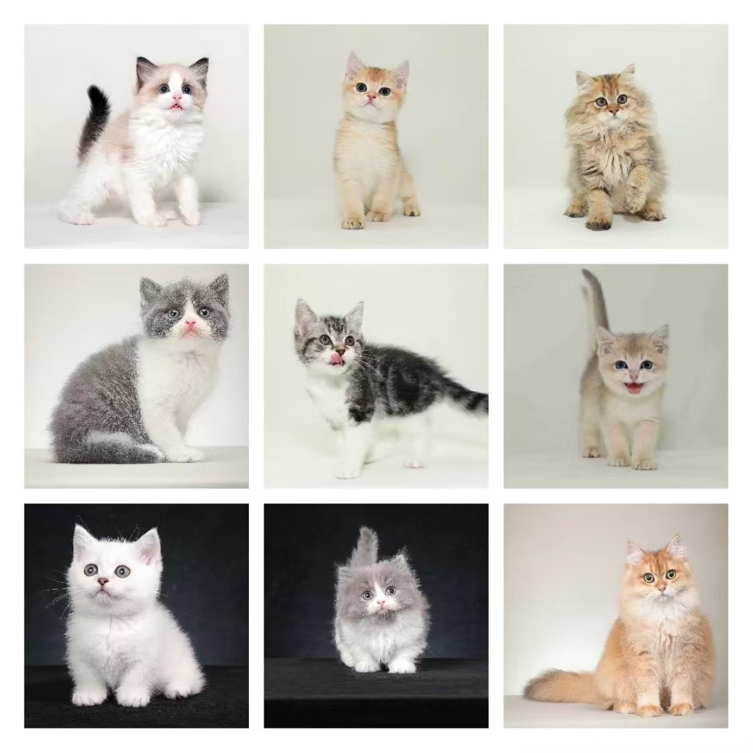 【四十而喵专属】宠物活体猫幼猫活体