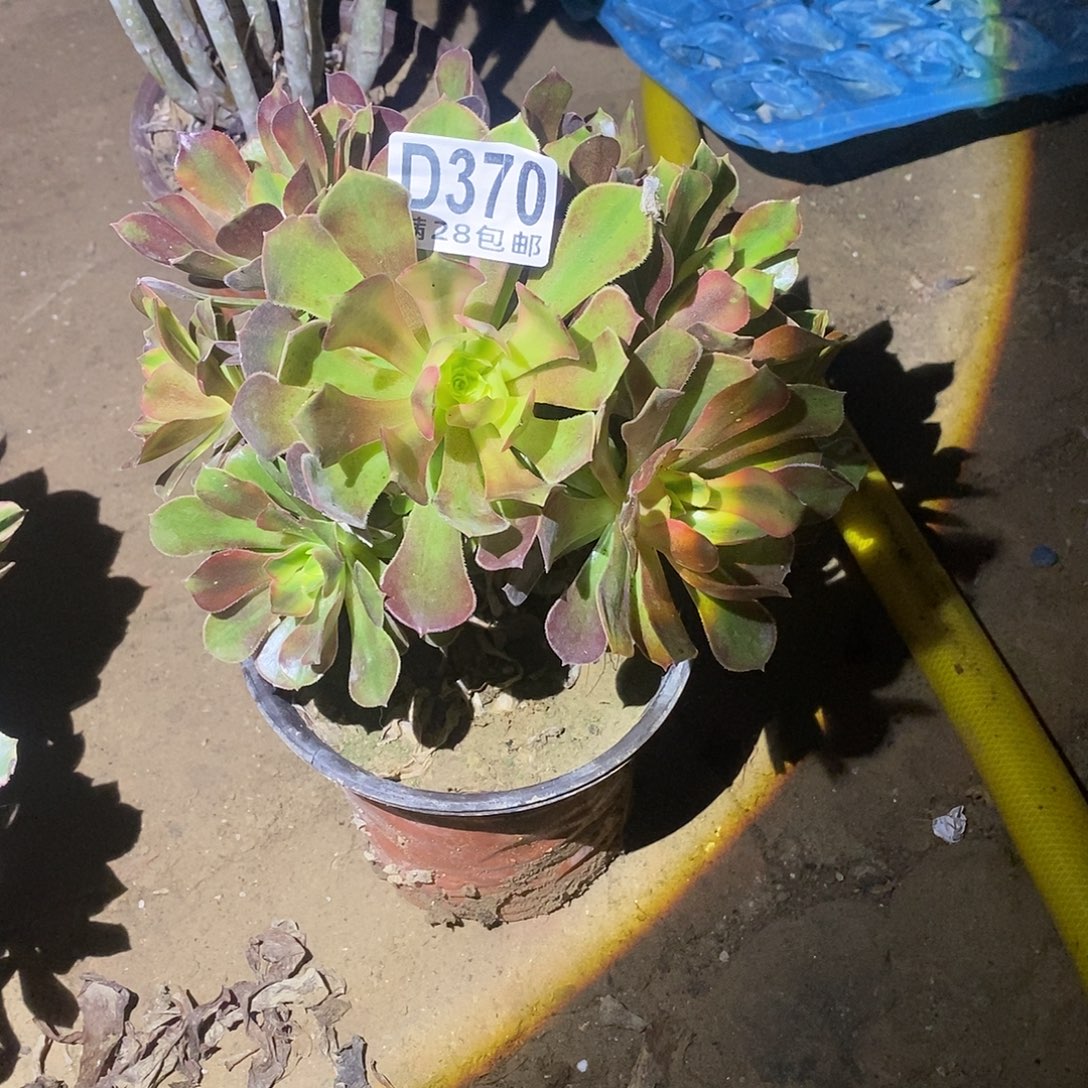 笑****370多肉植物不包断