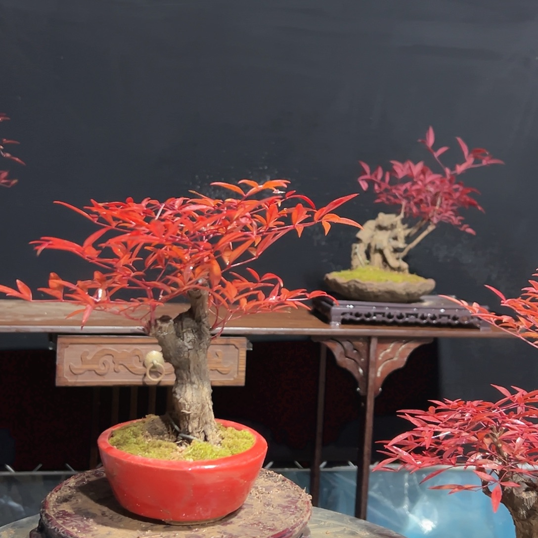 无花朵000000000006